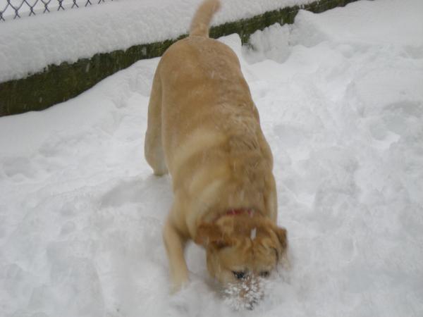2007 - my dog digging in the snow