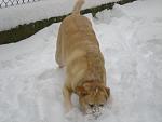 2007 - my dog digging in the snow