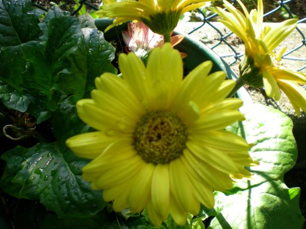 flower