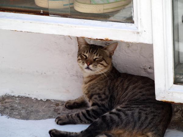 lazycat
