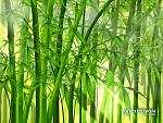 bamboo