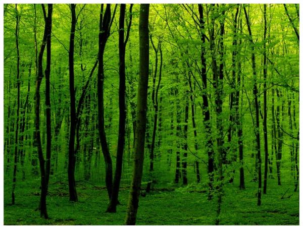 Green Is Green by JeanFrancois