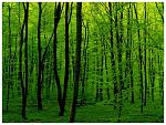 Green Is Green by JeanFrancois