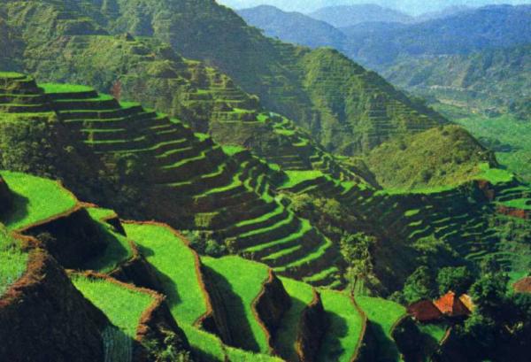 rice terraces
The Rice Terraces of the Cordilleras (on the island of Luzon) ar a cultural landscape developed 2000 years ago by the Ifugao people. These terraces are still in use, and are under continuous maintenance by the current Ifugao farmers
