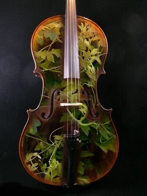 cello vines