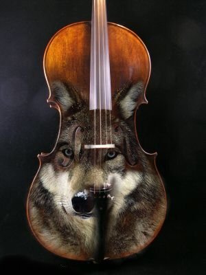 cello wolf