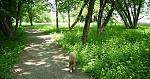 dog walk way 
This used to be the old railroad bed in town where the hobos hung out.  Our dog rascal, the pretty much Pomeranian, sniffs out the...
