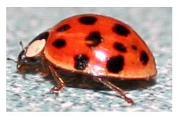 ladybug
Am I crazy, or have ladybugs changed?