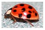 ladybug 
Am I crazy, or have ladybugs changed?