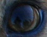 RLE 300 
A reflection of the world in my dogs eye.