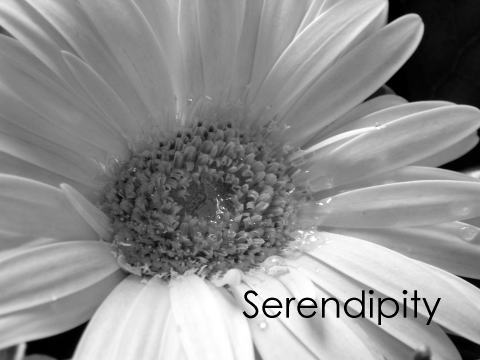 Daisy - Serendipity