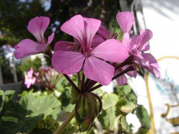 Flowers.