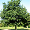 tree2