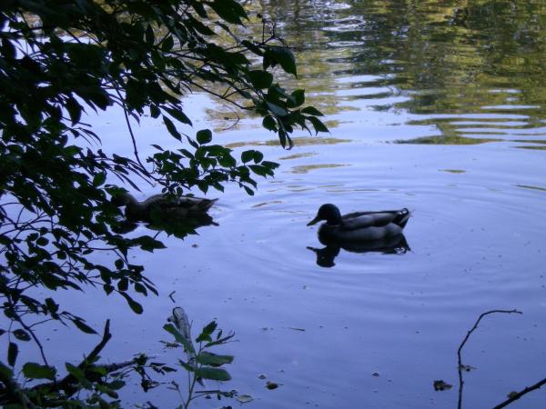 a duck swimming in lake
