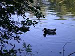 a duck swimming in lake