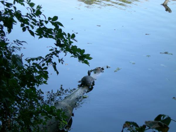 turtle on branch
