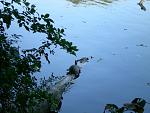 turtle on branch