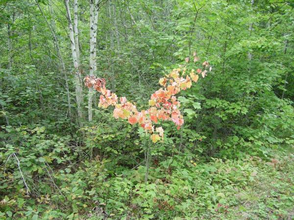 The beginning of the end -- a sprig of Maple having an early start on autumn.