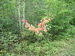 The beginning of the end -- a sprig of Maple having an early start on autumn.