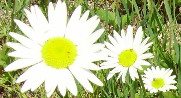 Daisy Daisy Daisy