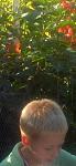 Qwentin flowers -- my grandson, on his birthday 2007.