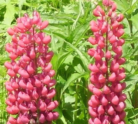 hybrid Lupin