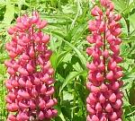 hybrid Lupin