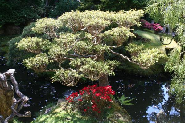 tea Garden