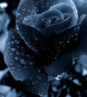 BlackBlueRose