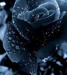 BlackBlueRose