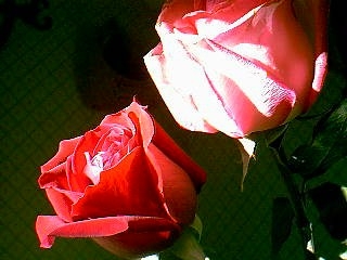 roses -- I took these with the first old Polaroid digital camera, grew these roses  too.