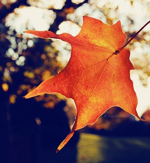 november leaf