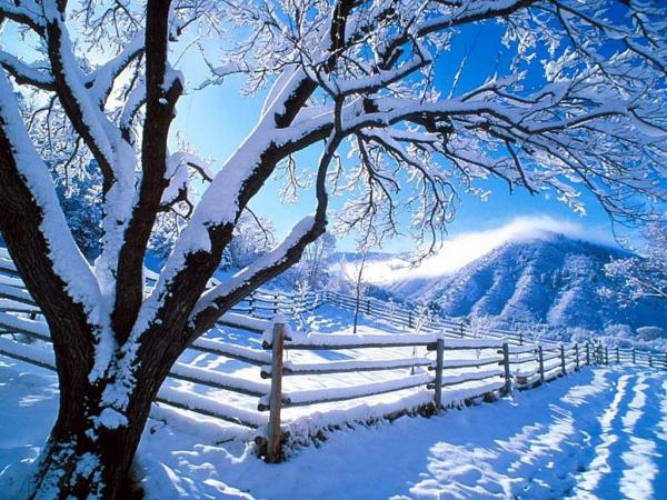 snow on tree wallpaper