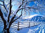 snow on tree wallpaper