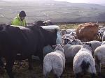 [IMG]http://i85.photobucket.com/albums/k78/prendrelemick/tractor094.jpg[/IMG]