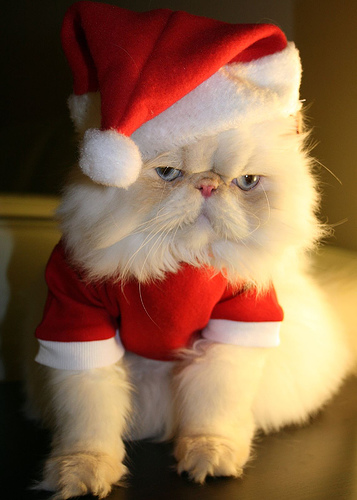 christmas cat