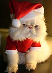 christmas cat
