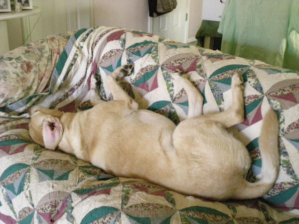 my dog sleeping on her back