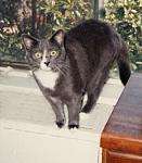 Franklin 2