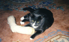 Franklin 1