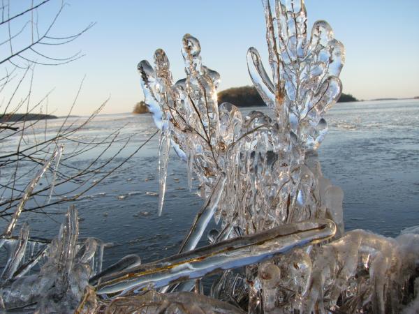 Icy twigs at Lake m�laren, outside Eskilstuna, on New Years Eve 2008