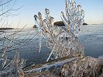 Icy twigs at Lake m�laren, outside Eskilstuna, on New Years Eve 2008