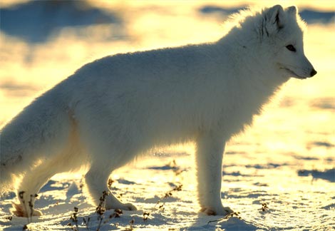 arctic fox