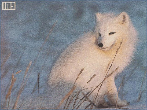 White Arctic Fox Anim