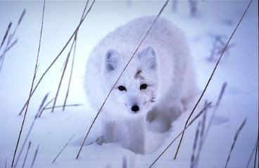 whitefox