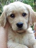 Baby Hamlet