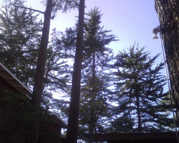 Carmel Pines