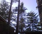 Carmel Pines