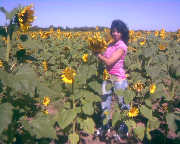 Looking for the best sunflower!!