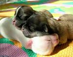 tenderness